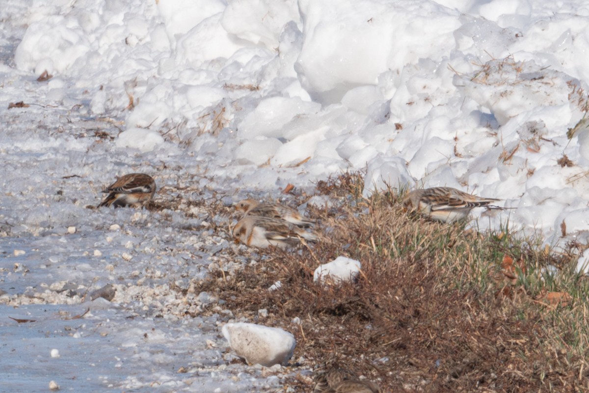 Snow Bunting - ML646382993