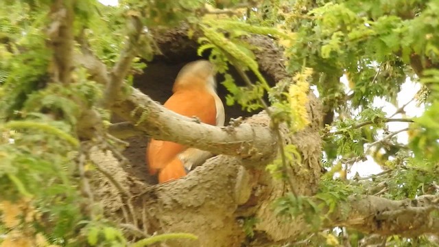 Pacific Hornero - ML646382996