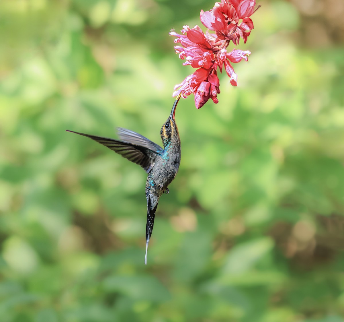 Green Hermit - ML646382997