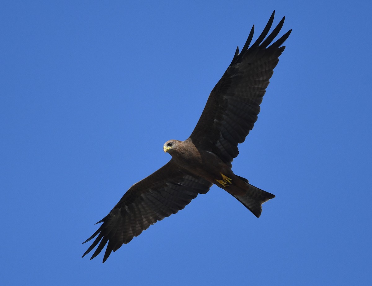 黑鳶(aegyptius/parasitus) - ML646382999