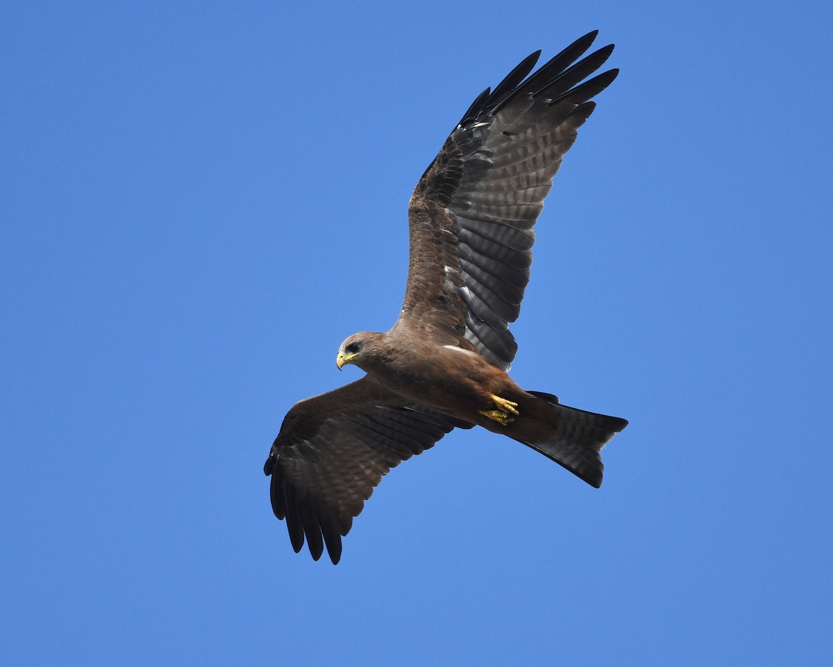 黑鳶(aegyptius/parasitus) - ML646383000