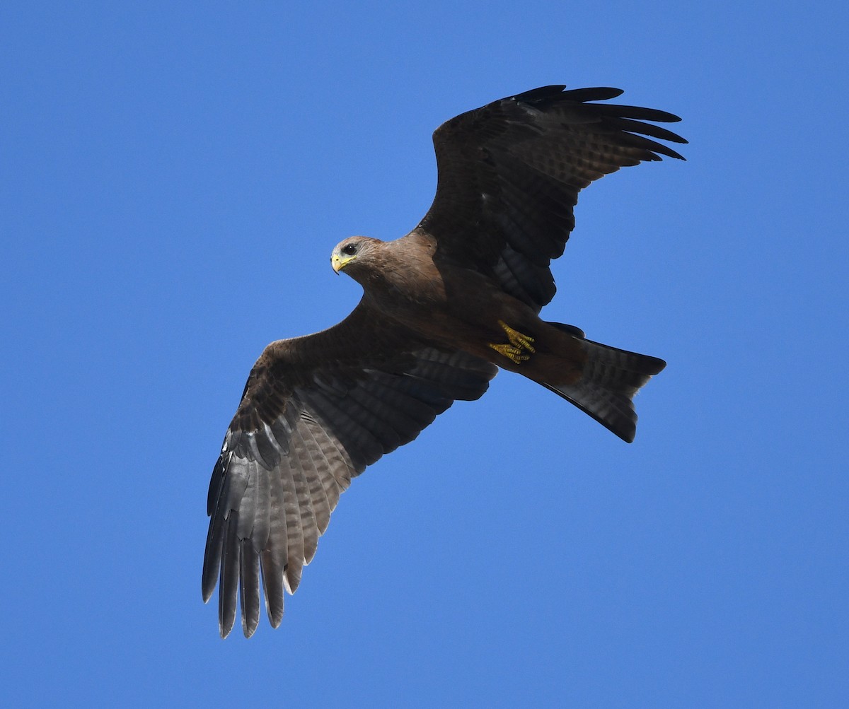 黑鳶(aegyptius/parasitus) - ML646383001