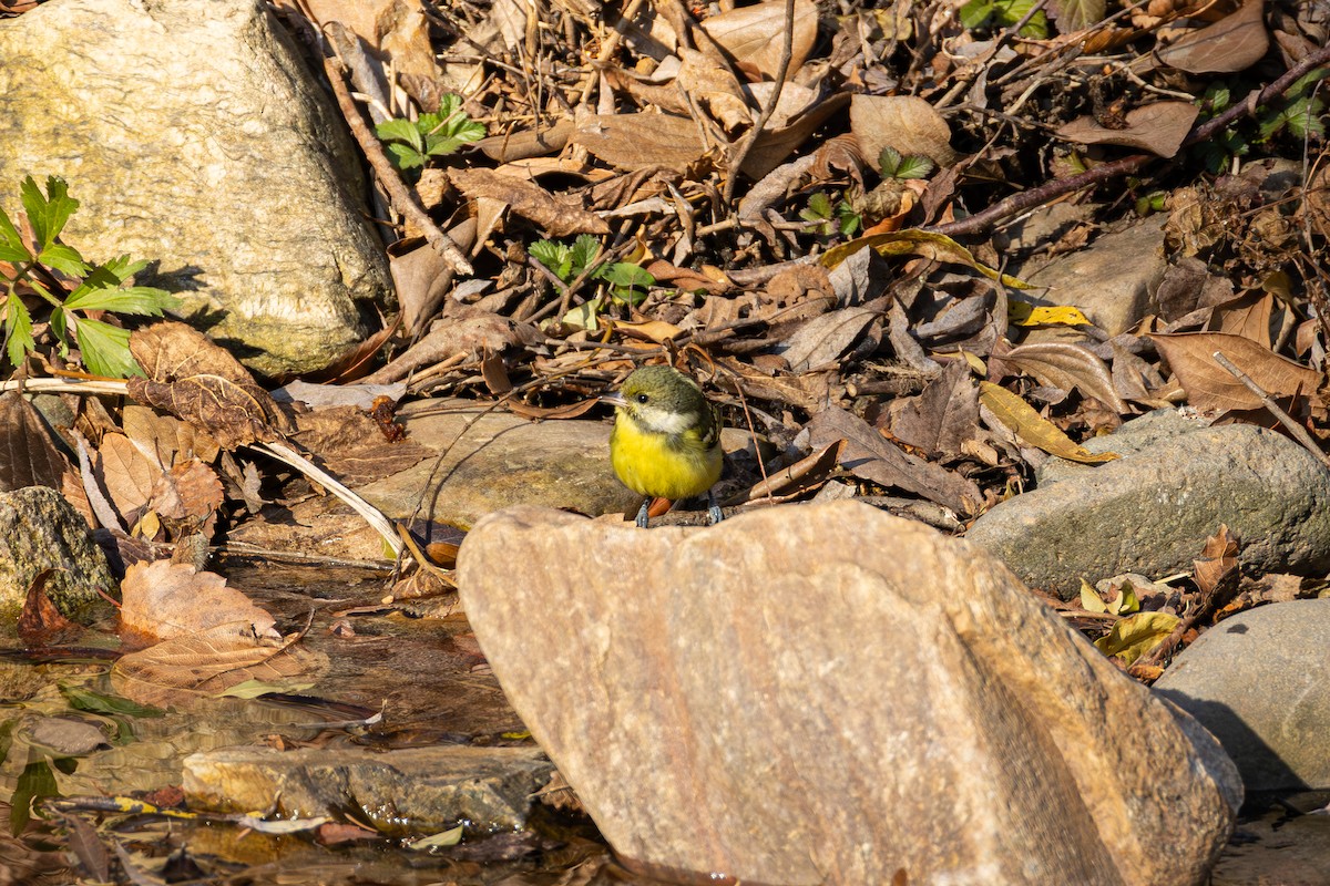 黃腹山雀 - ML646383002