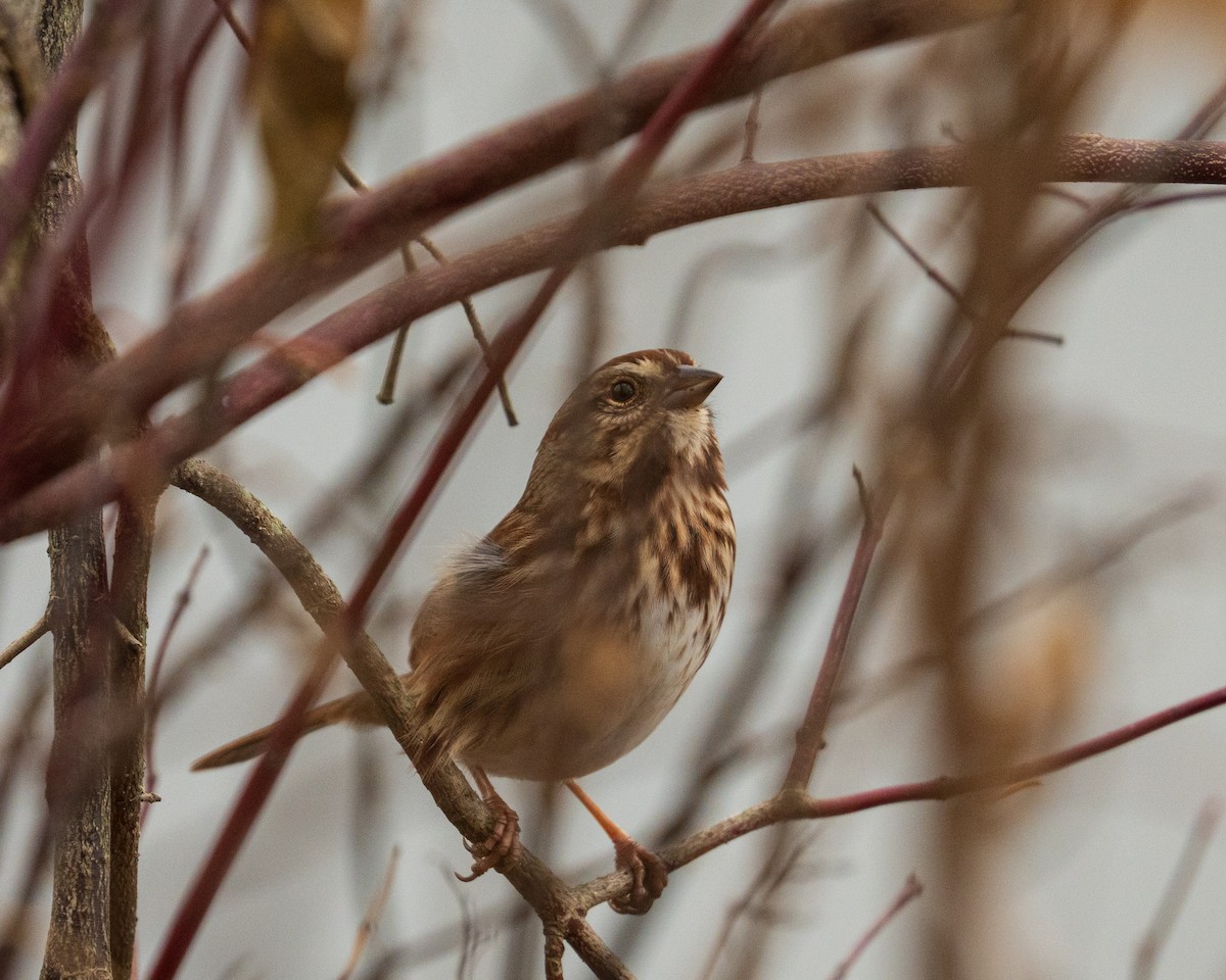 Song Sparrow - ML646383003