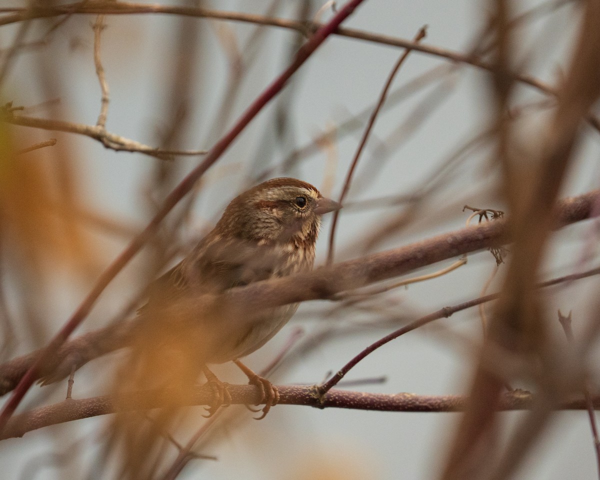 Song Sparrow - ML646383004
