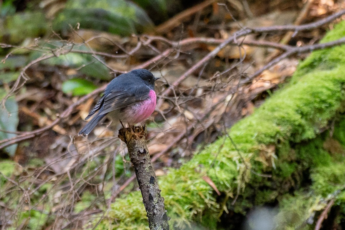 Pink Robin - ML646383005