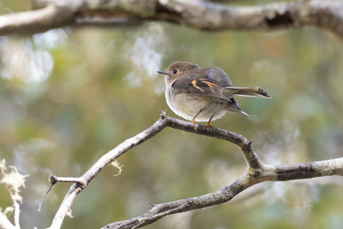 Pink Robin - ML646383006