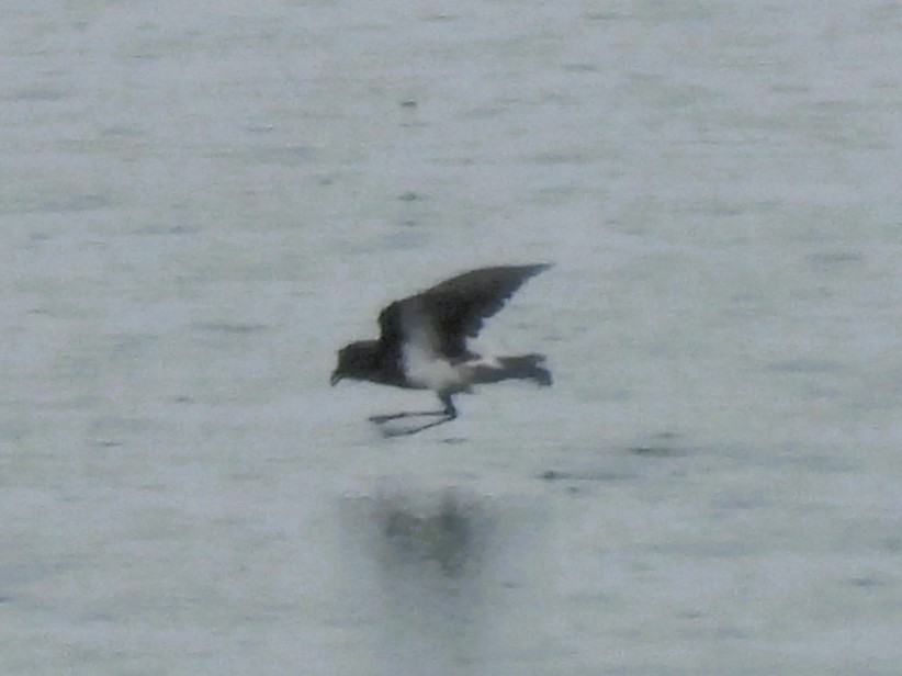Black-bellied Storm-Petrel - ML646383008