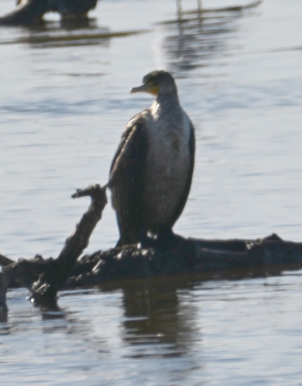 Double-crested Cormorant - ML646383009