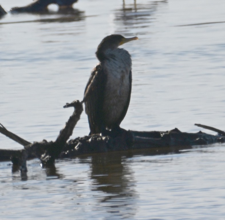Double-crested Cormorant - ML646383010