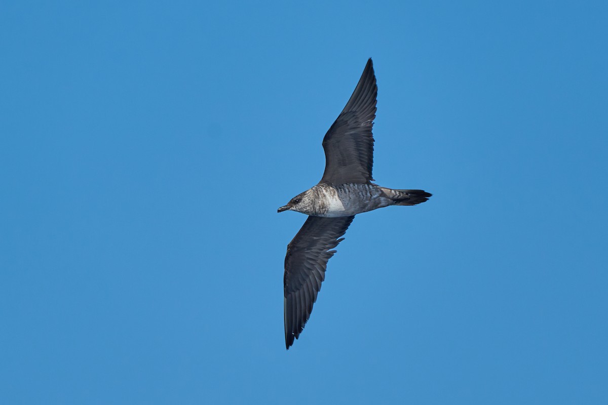 長尾賊鷗 - ML646383012