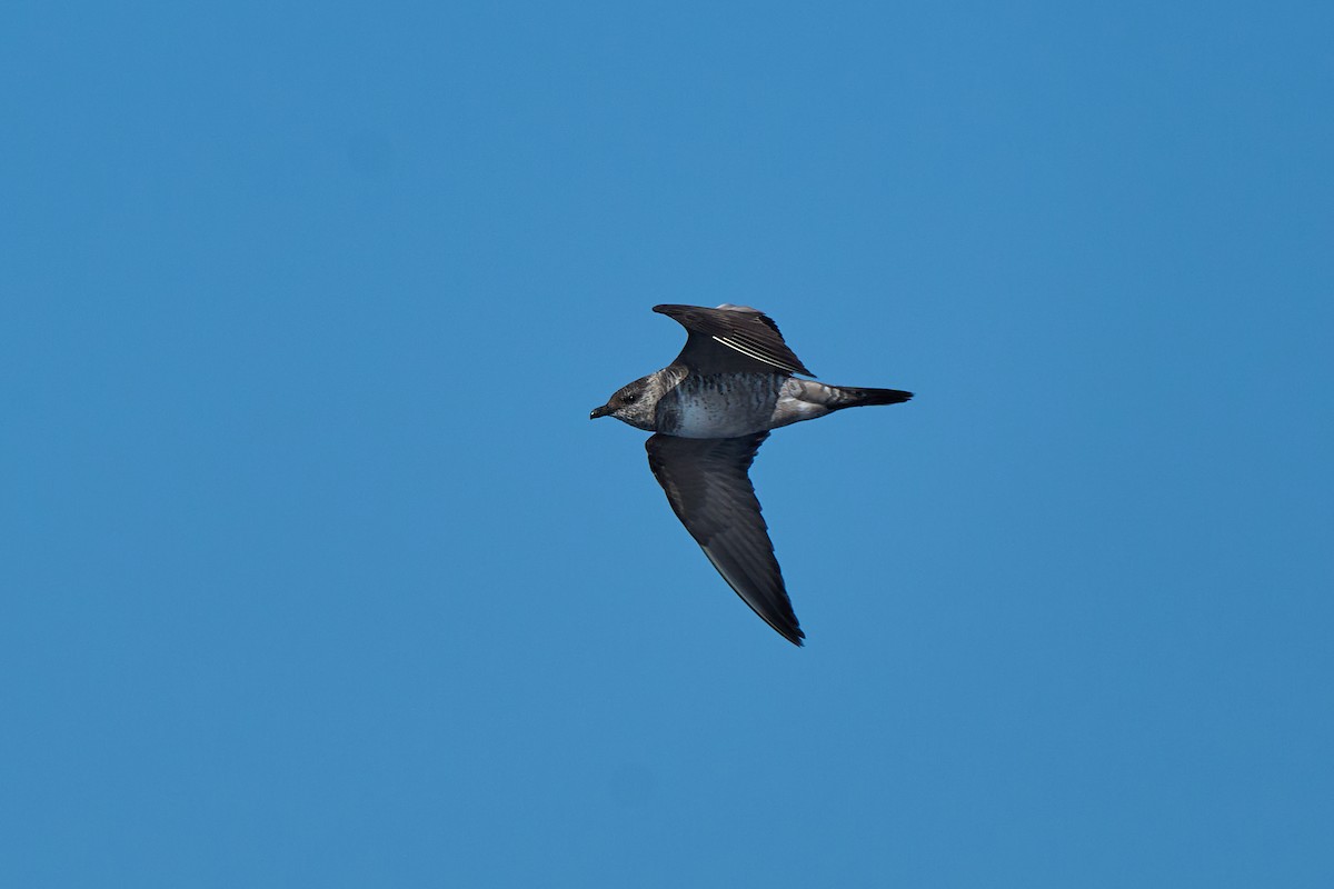 長尾賊鷗 - ML646383013