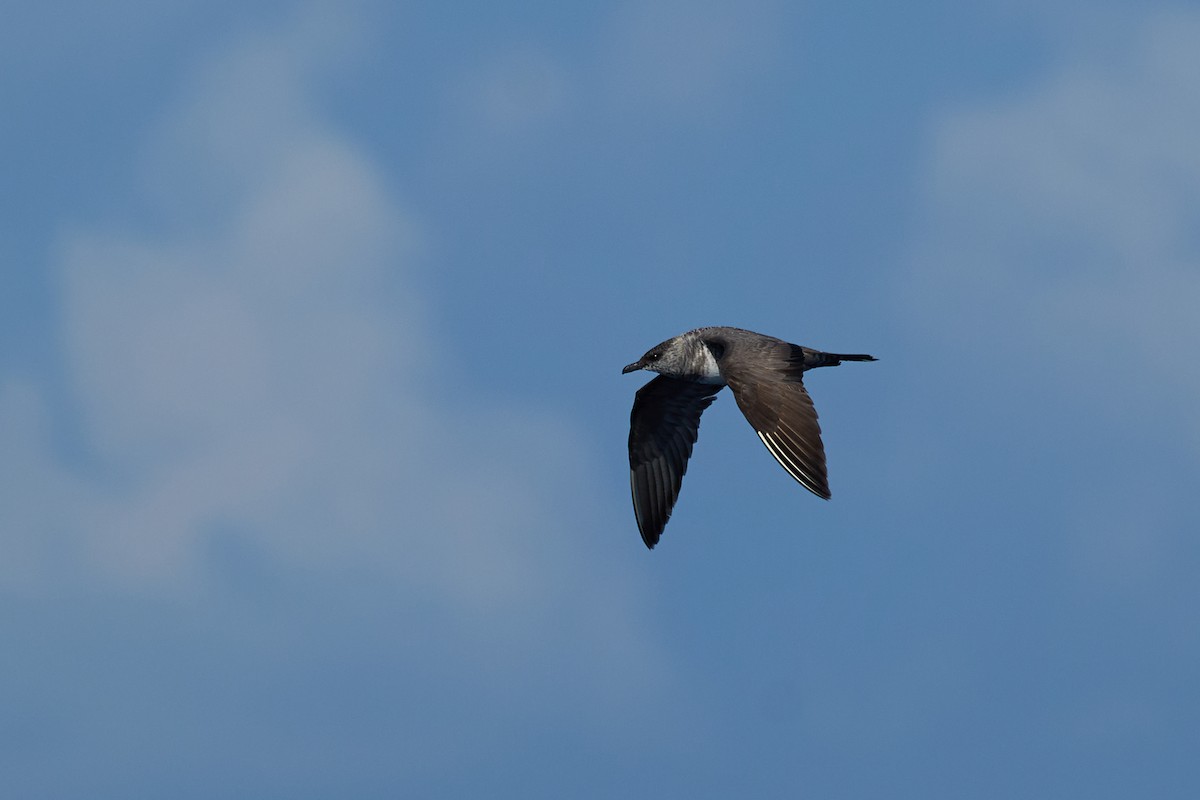 長尾賊鷗 - ML646383014