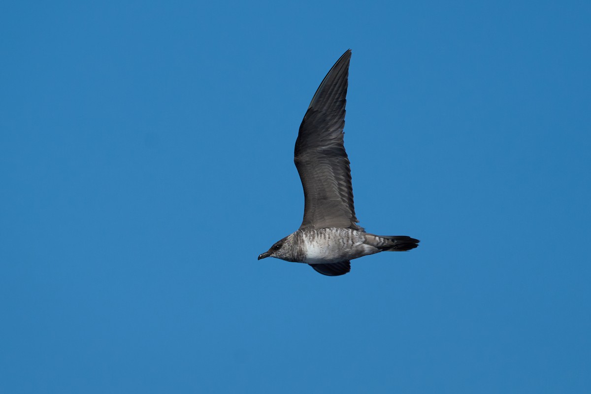 長尾賊鷗 - ML646383015