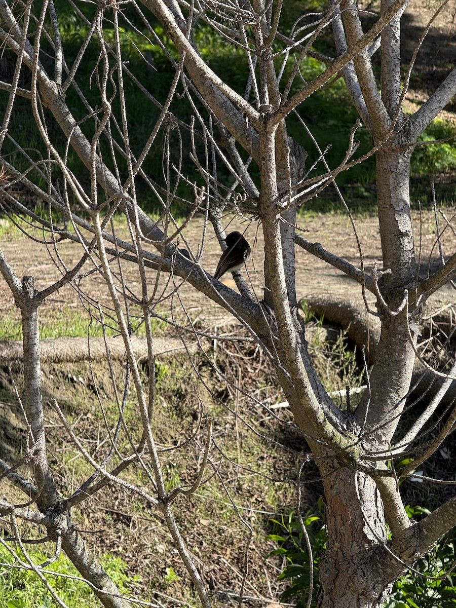 Black Phoebe - ML646383018