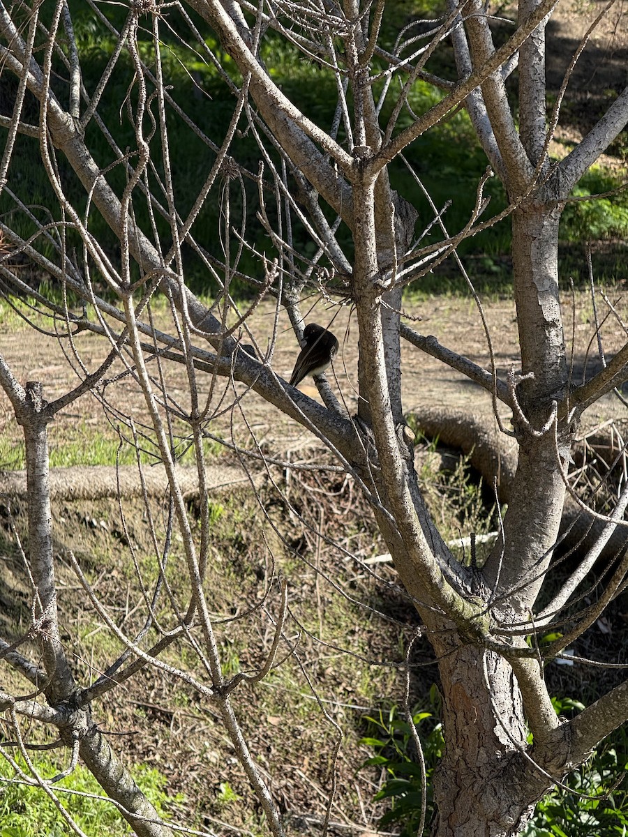 Black Phoebe - ML646383019