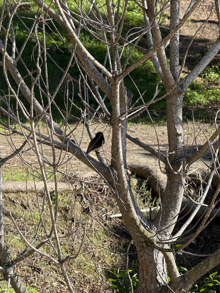 Black Phoebe - ML646383020