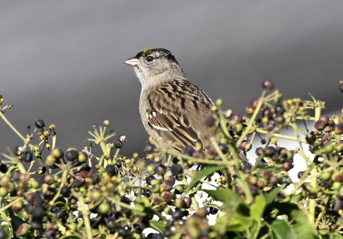 Golden-crowned Sparrow - ML646383021