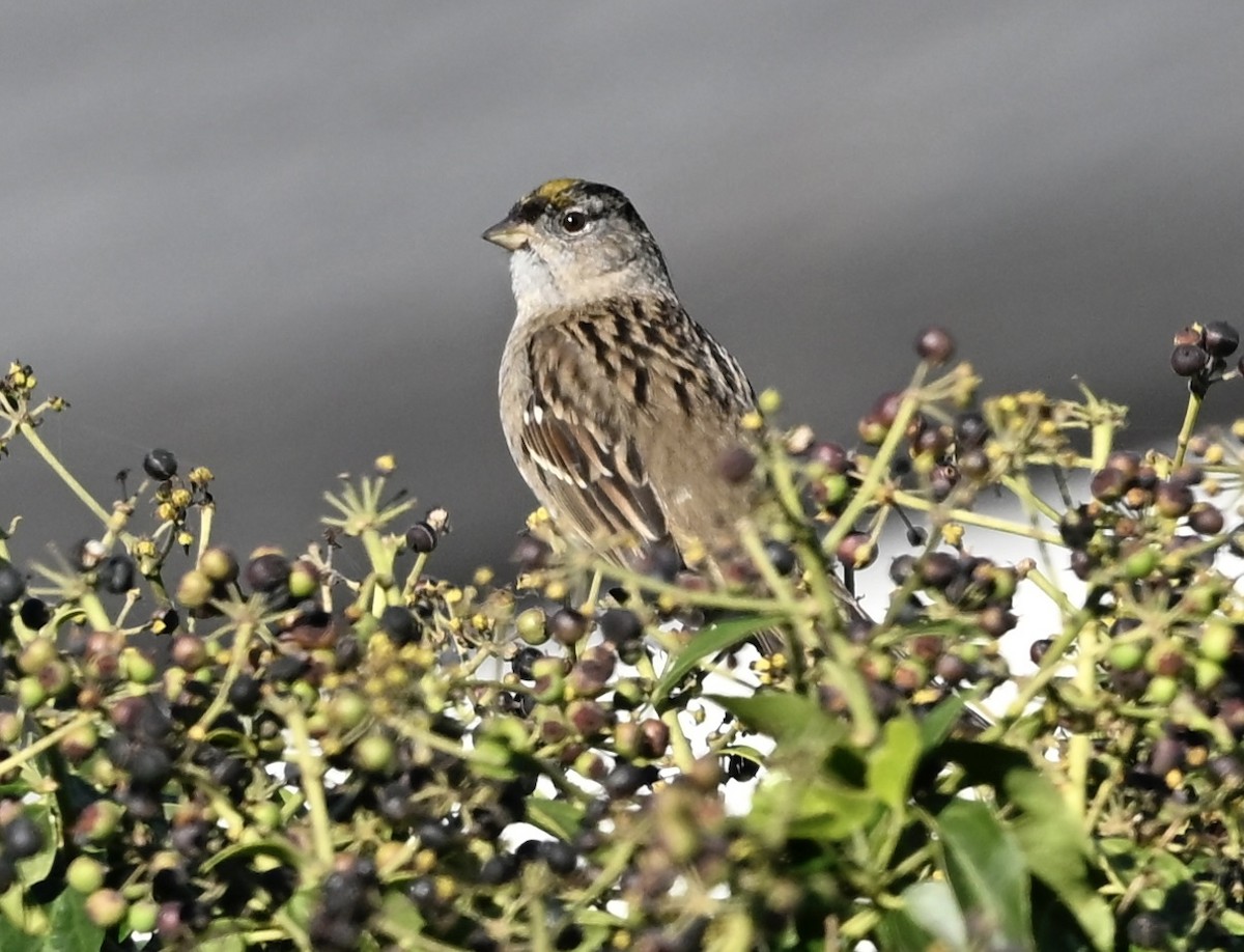 Golden-crowned Sparrow - ML646383022