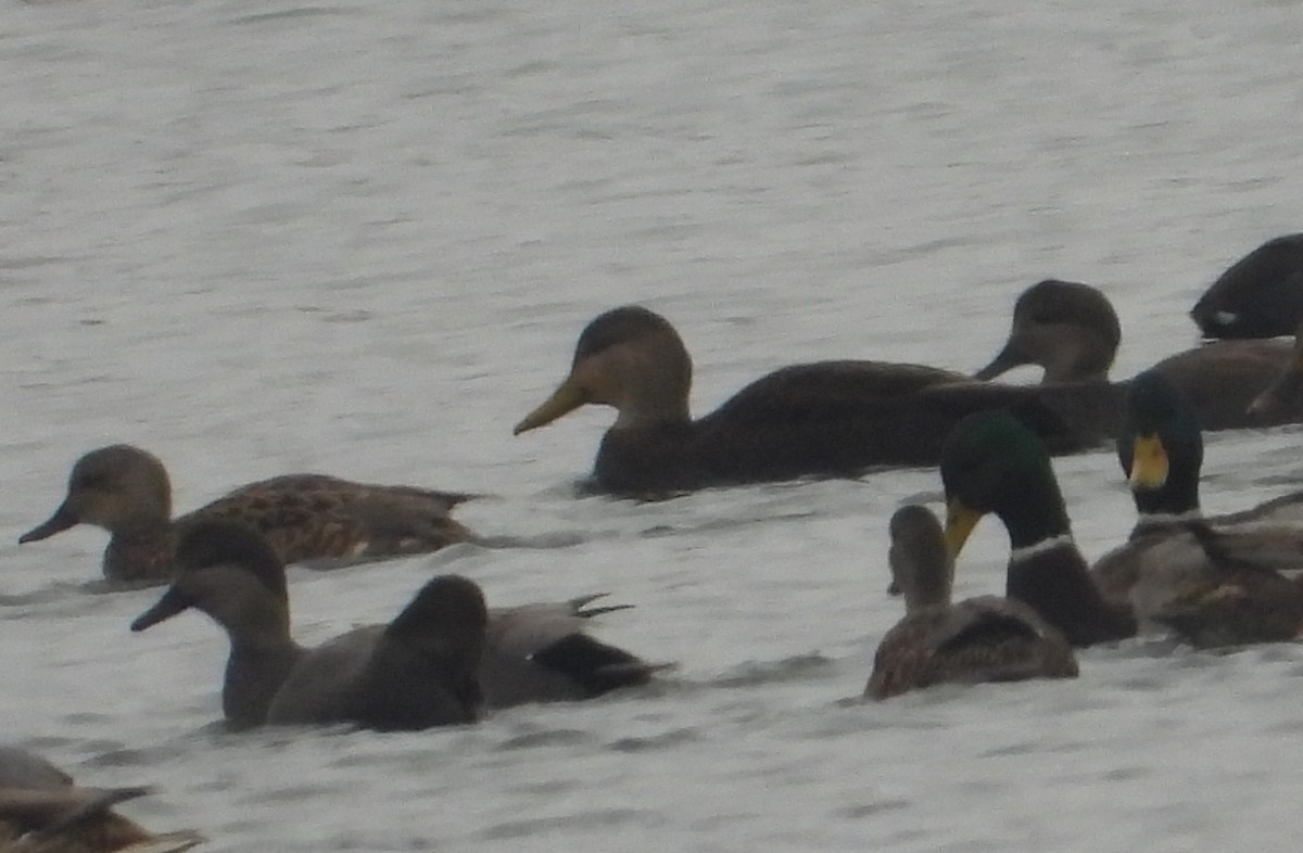 American Black Duck - ML646383023