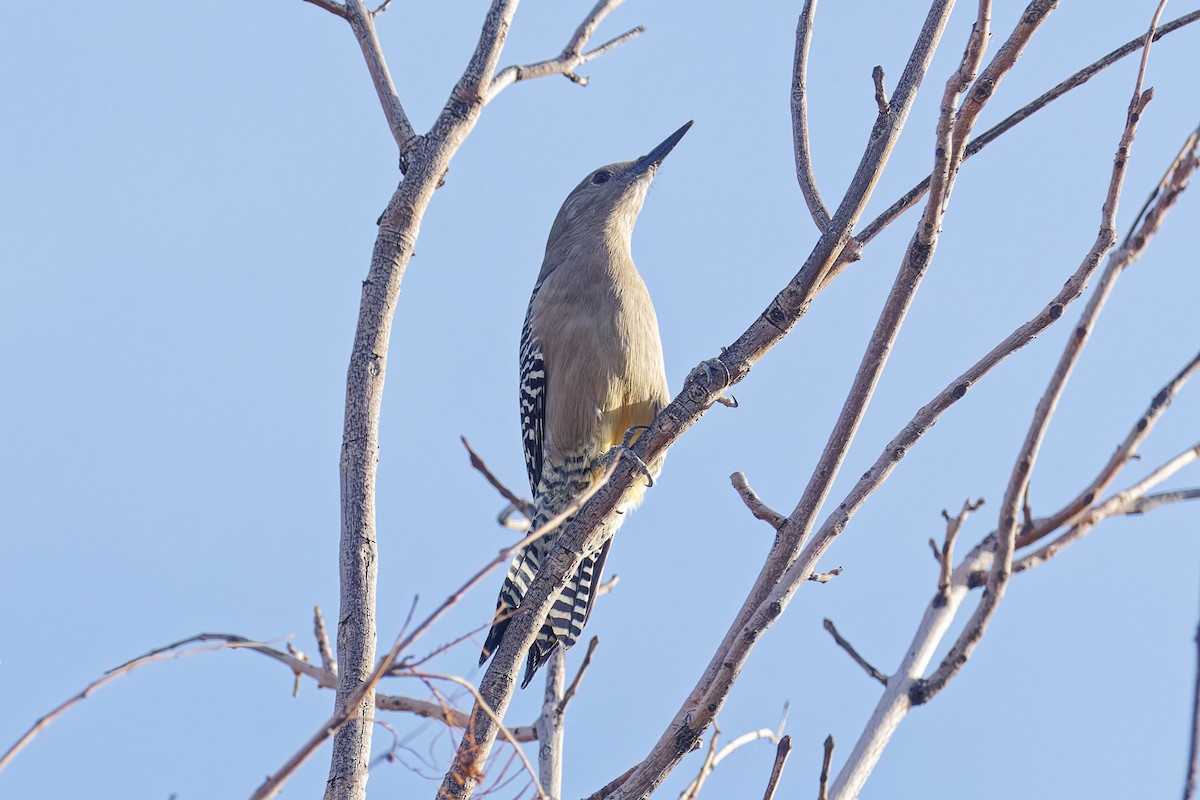Gila Woodpecker - ML646383024