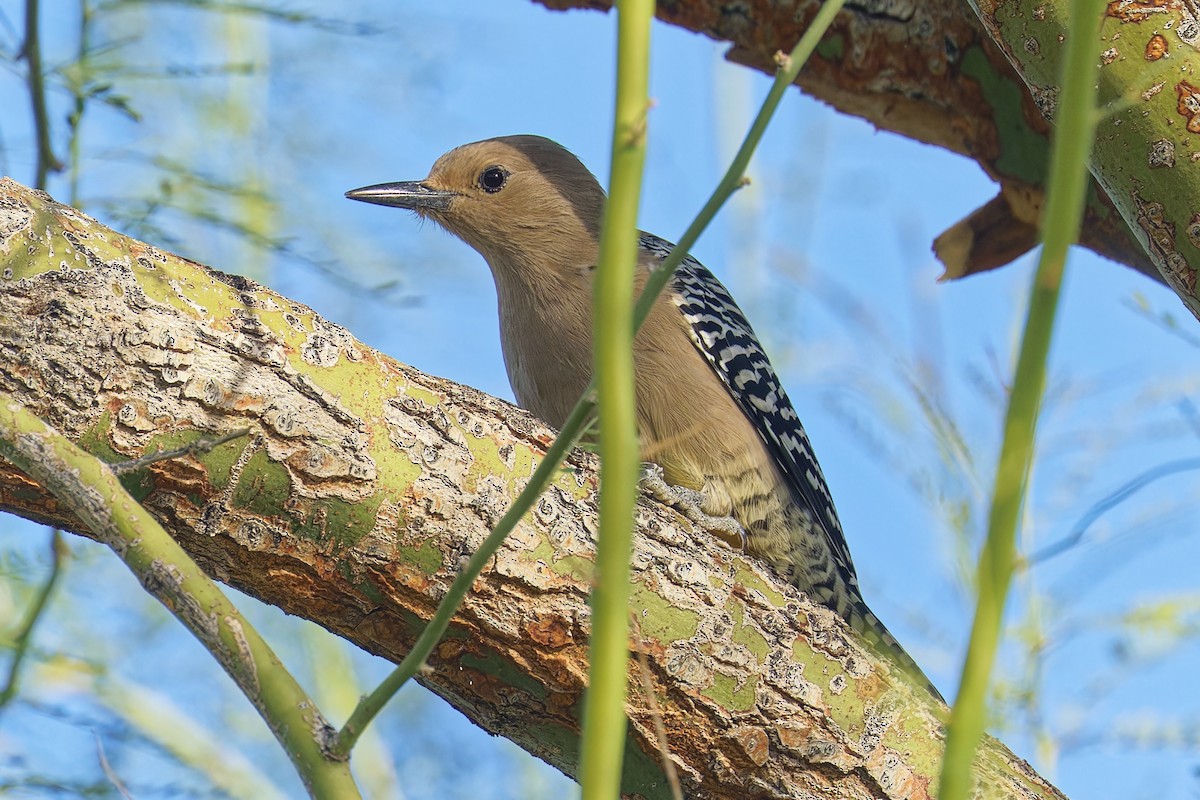 Gila Woodpecker - ML646383025