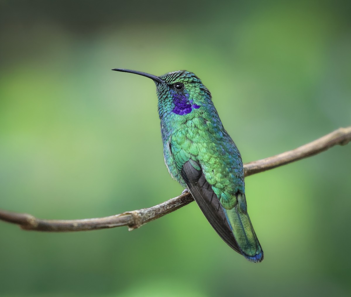 Lesser Violetear - ML646383026