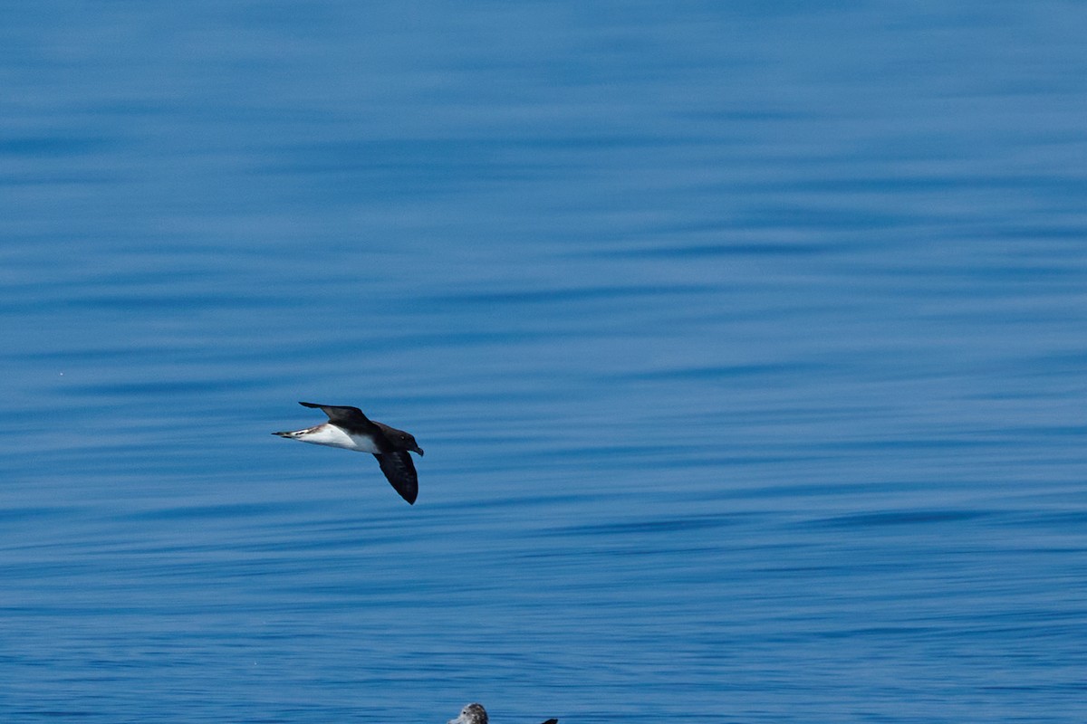 黑背白腹穴鳥 - ML646383027