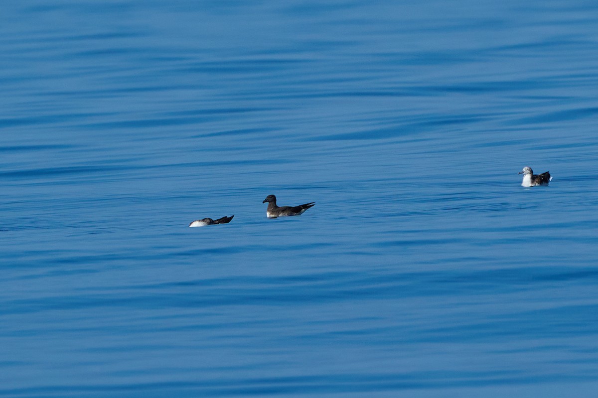 黑背白腹穴鳥 - ML646383028