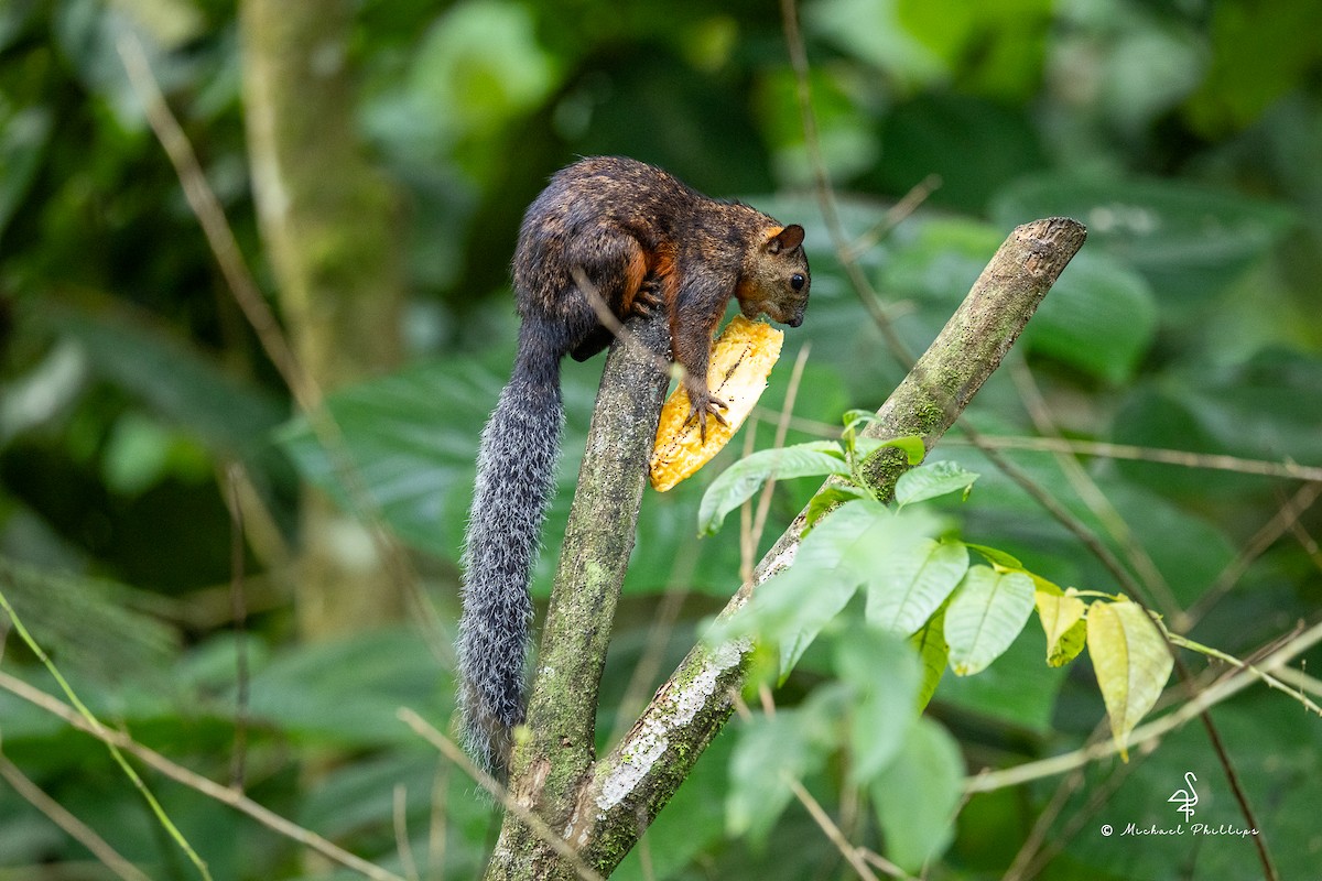 Animals - ML646383029