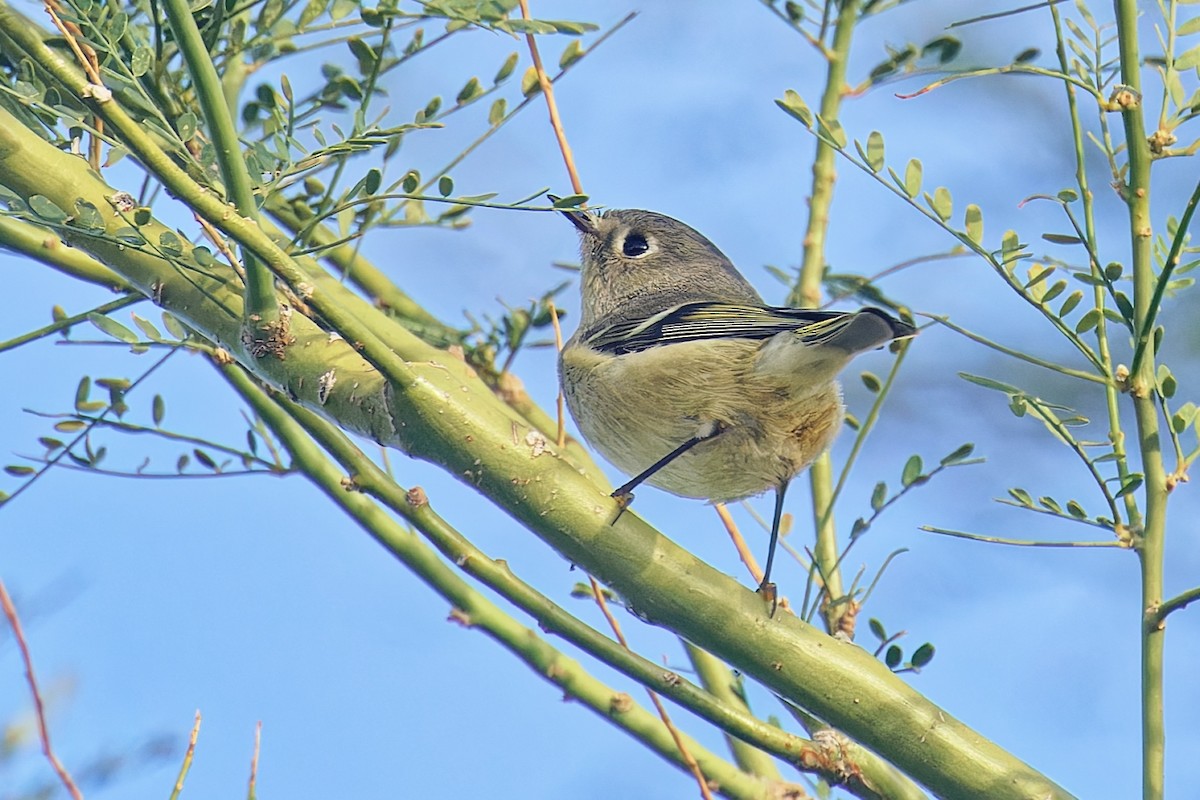 Ruby-crowned Kinglet - ML646383030