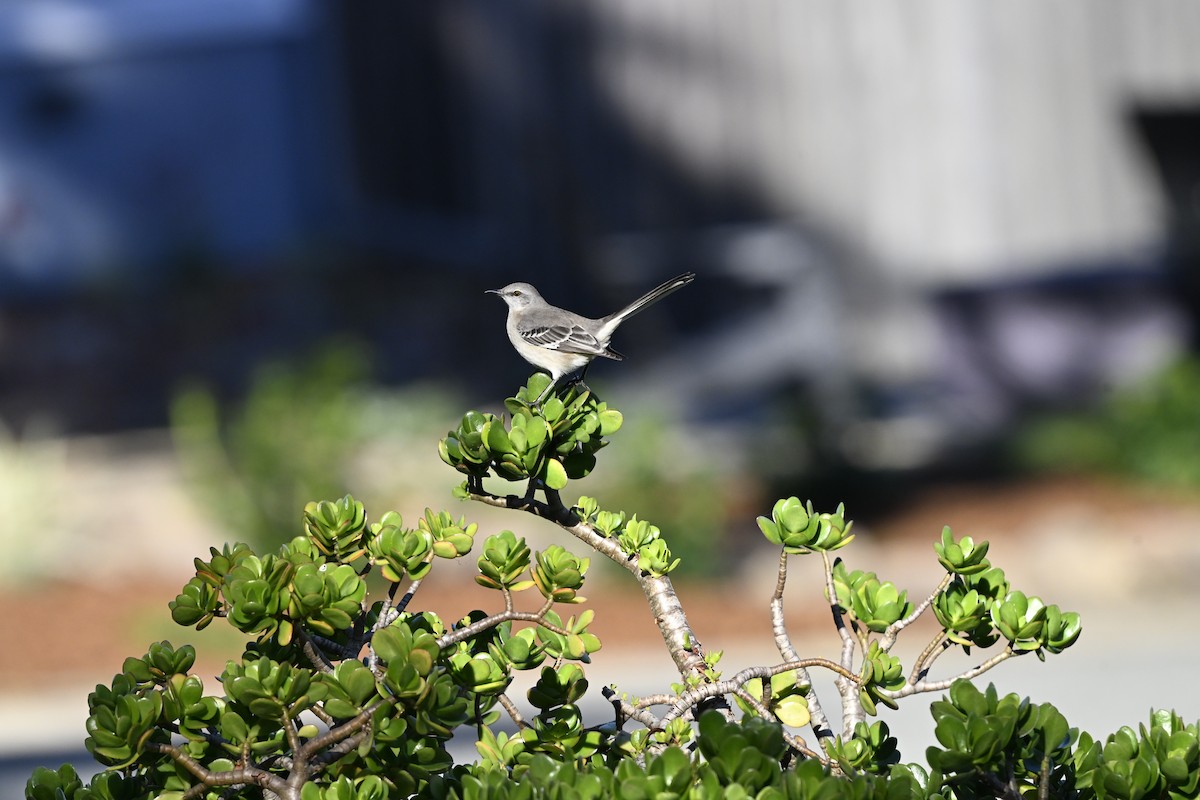 Northern Mockingbird - ML646383031