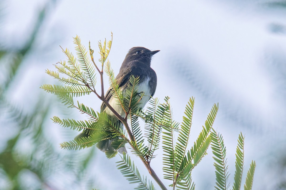 Black Phoebe - ML646383032