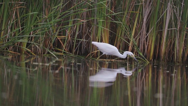 volavka bělostná - ML646383033