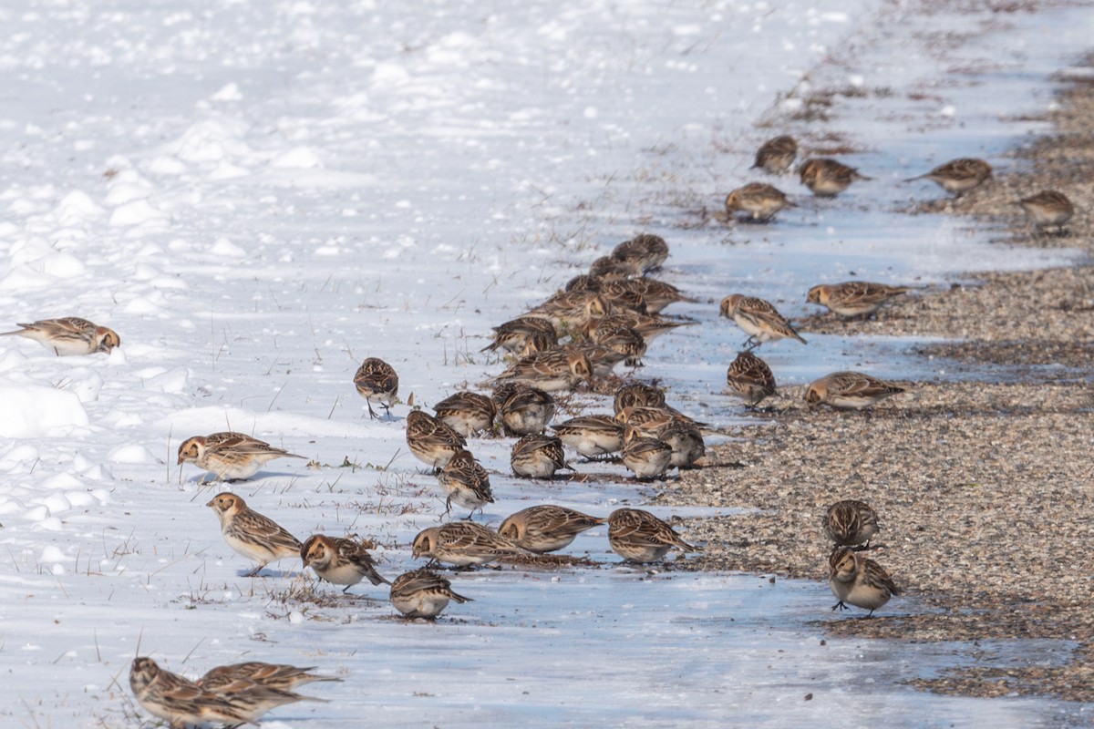 Lapland Longspur - ML646383035