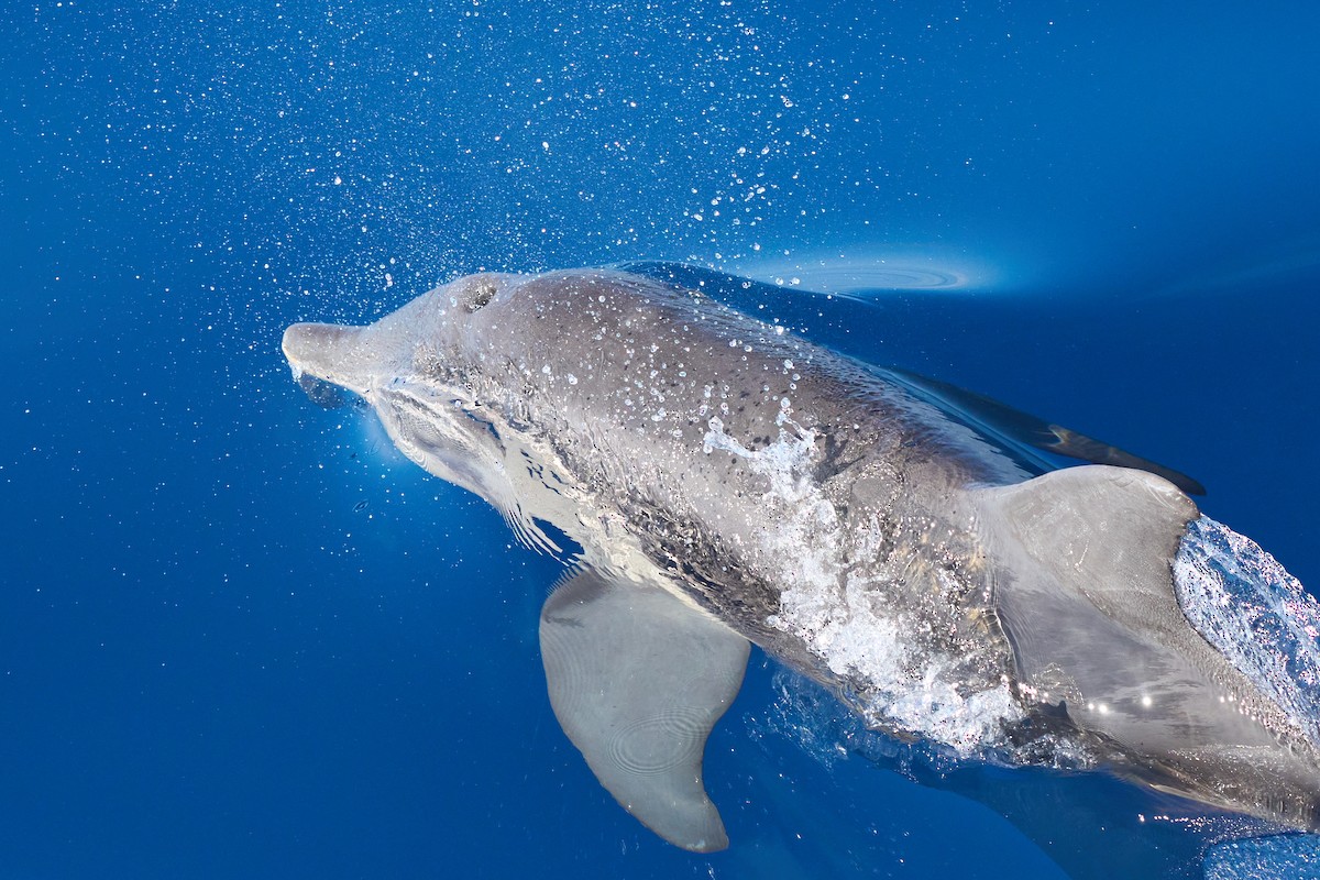 Rough-toothed Dolphin - ML646383036