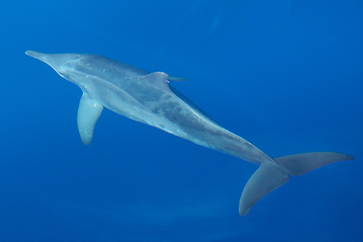 Rough-toothed Dolphin - ML646383037