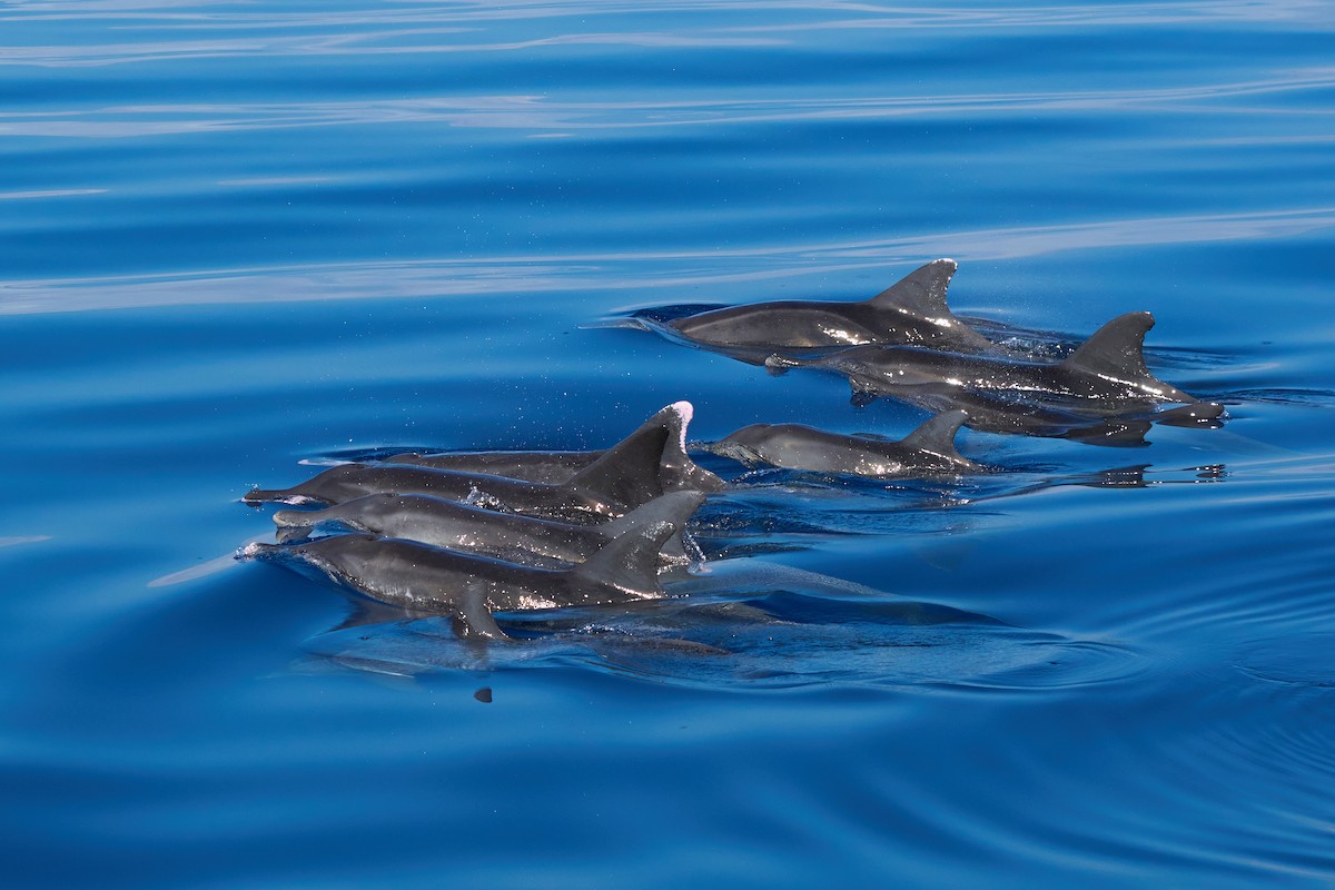 Rough-toothed Dolphin - ML646383038