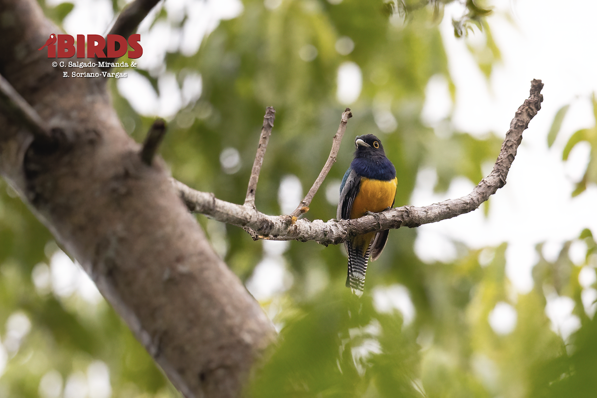 Gartered Violaceous Trogon - ML646383039