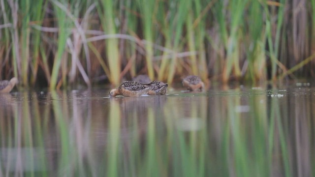 slukovec dlouhozobý - ML646383040