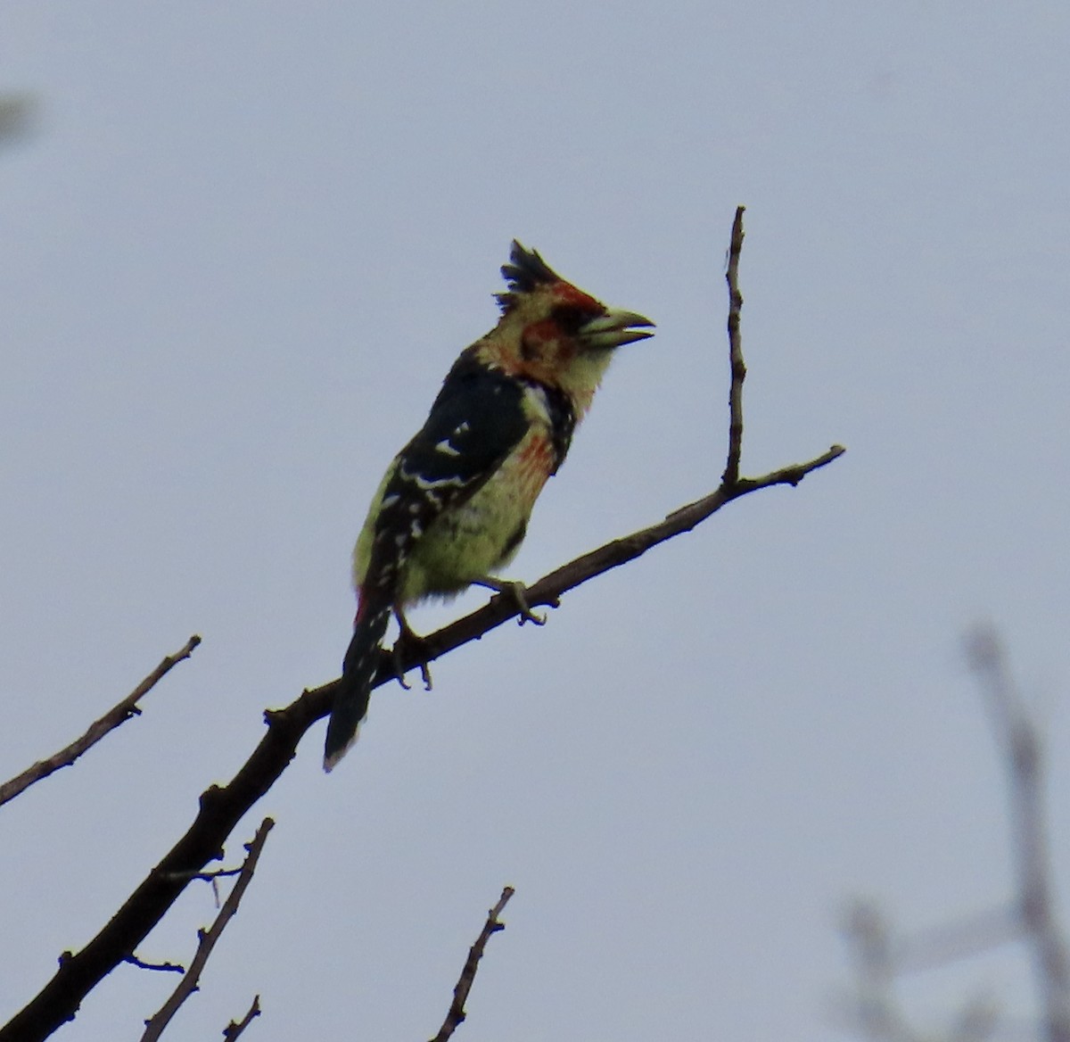 Crested Barbet - ML646383042