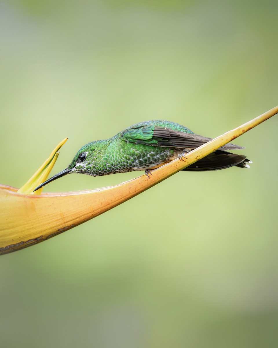 kolibřík subtropický - ML646383044