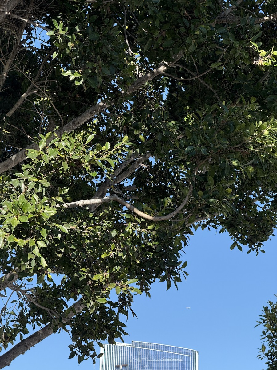 Yellow-rumped Warbler (Audubon's) - ML646383045