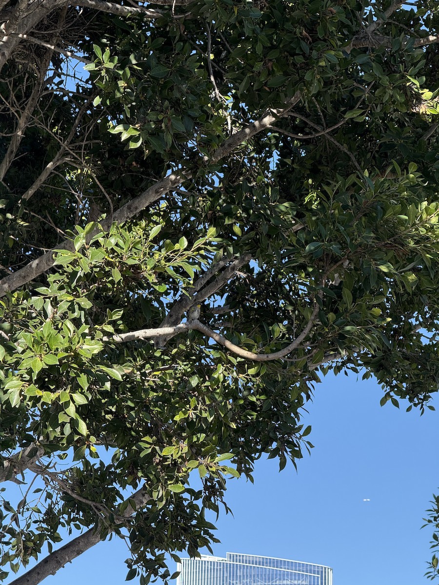 Yellow-rumped Warbler (Audubon's) - ML646383046