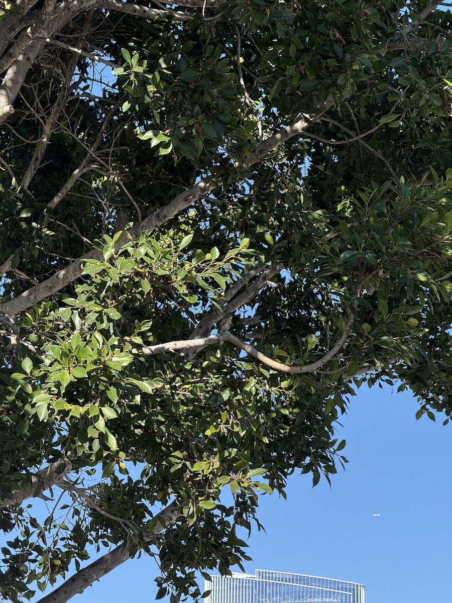 Yellow-rumped Warbler (Audubon's) - ML646383047