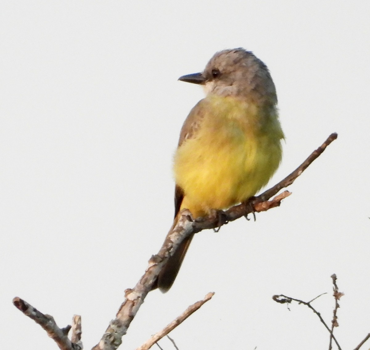 Tropical Kingbird - ML646383048