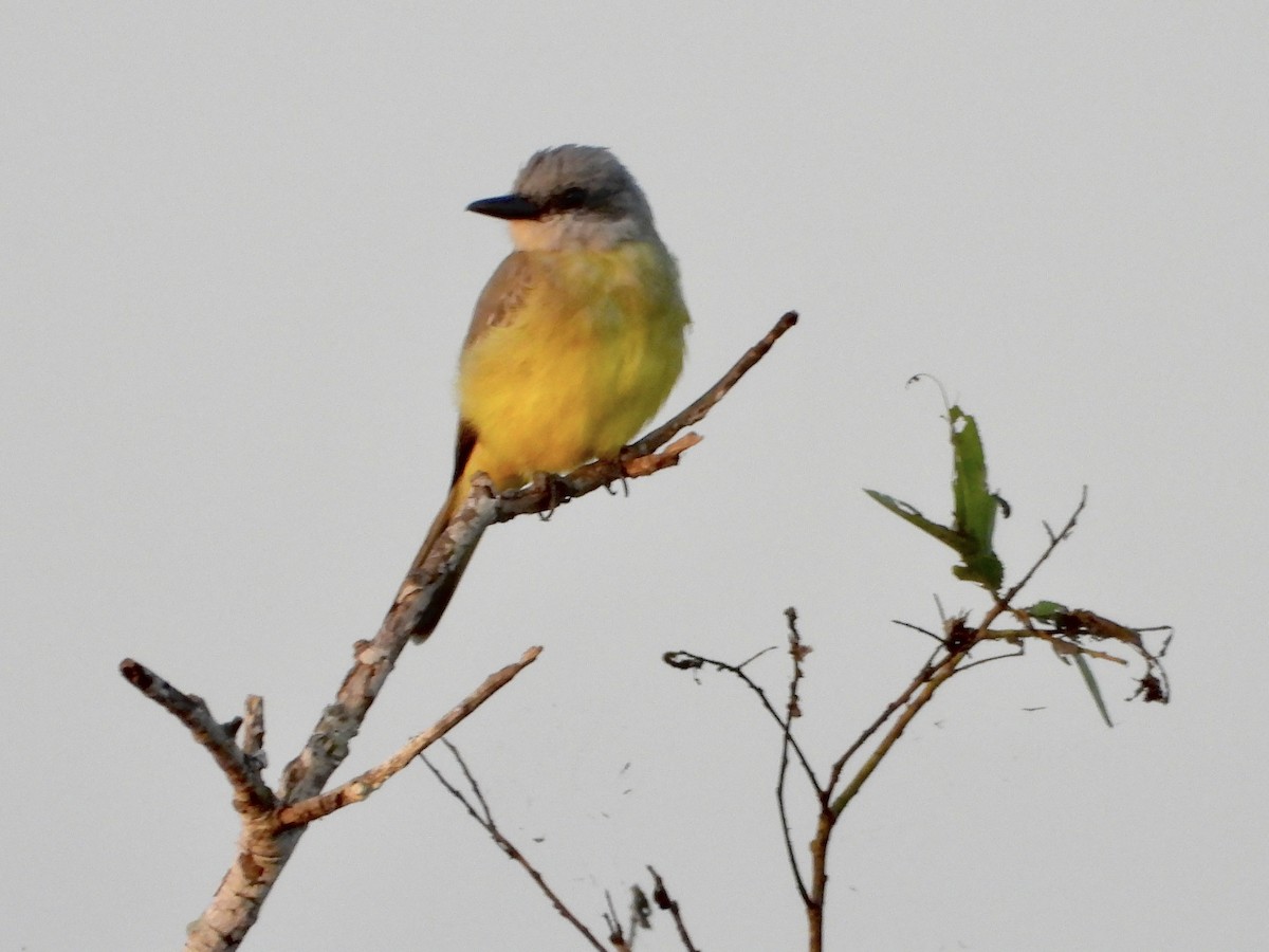 Tropical Kingbird - ML646383049