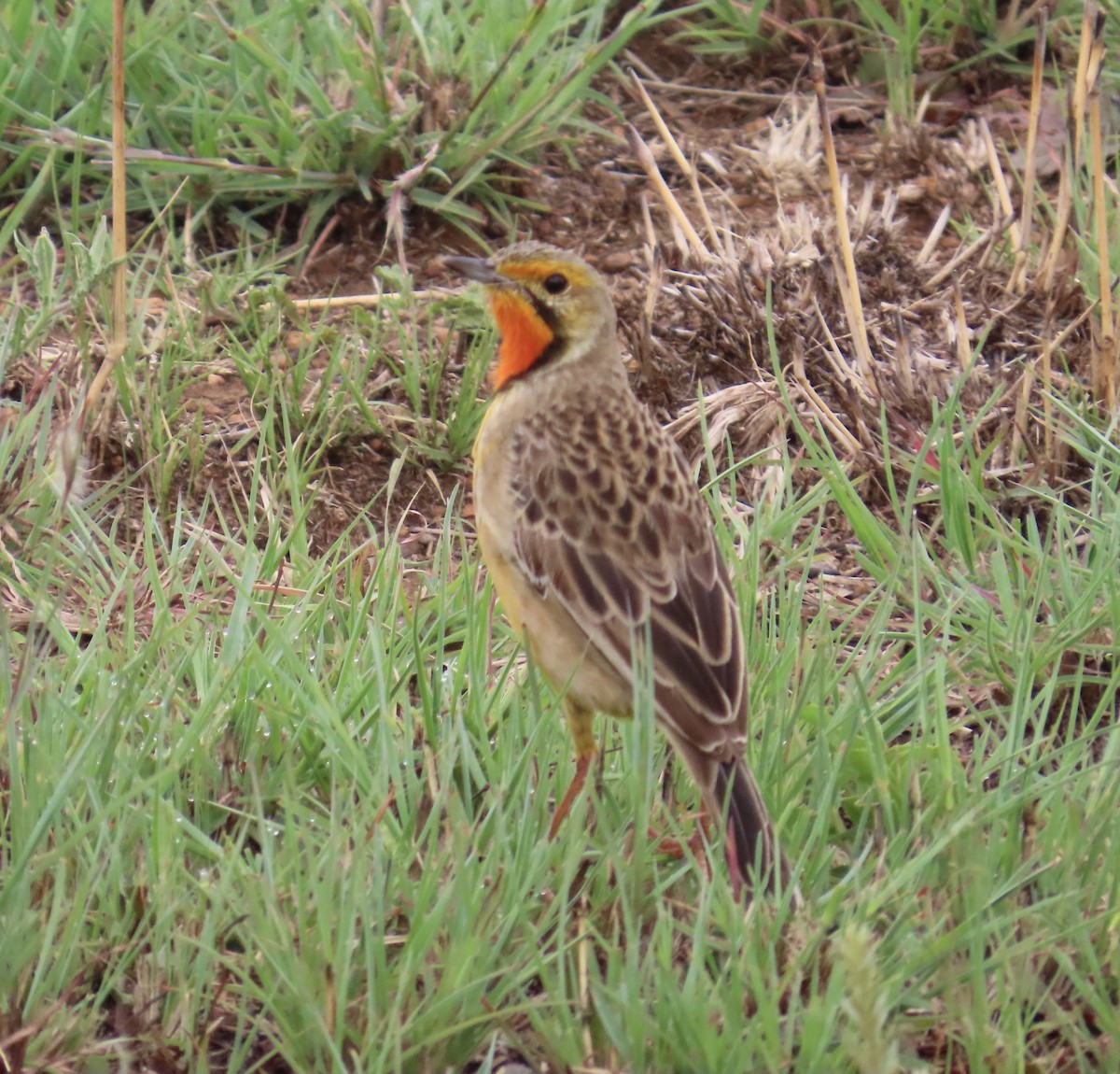 Orange-throated Longclaw - ML646383051