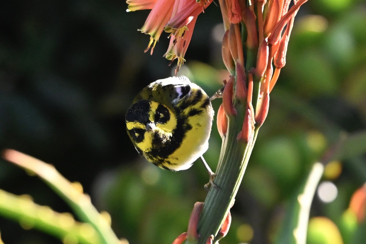 Townsend's Warbler - ML646383052