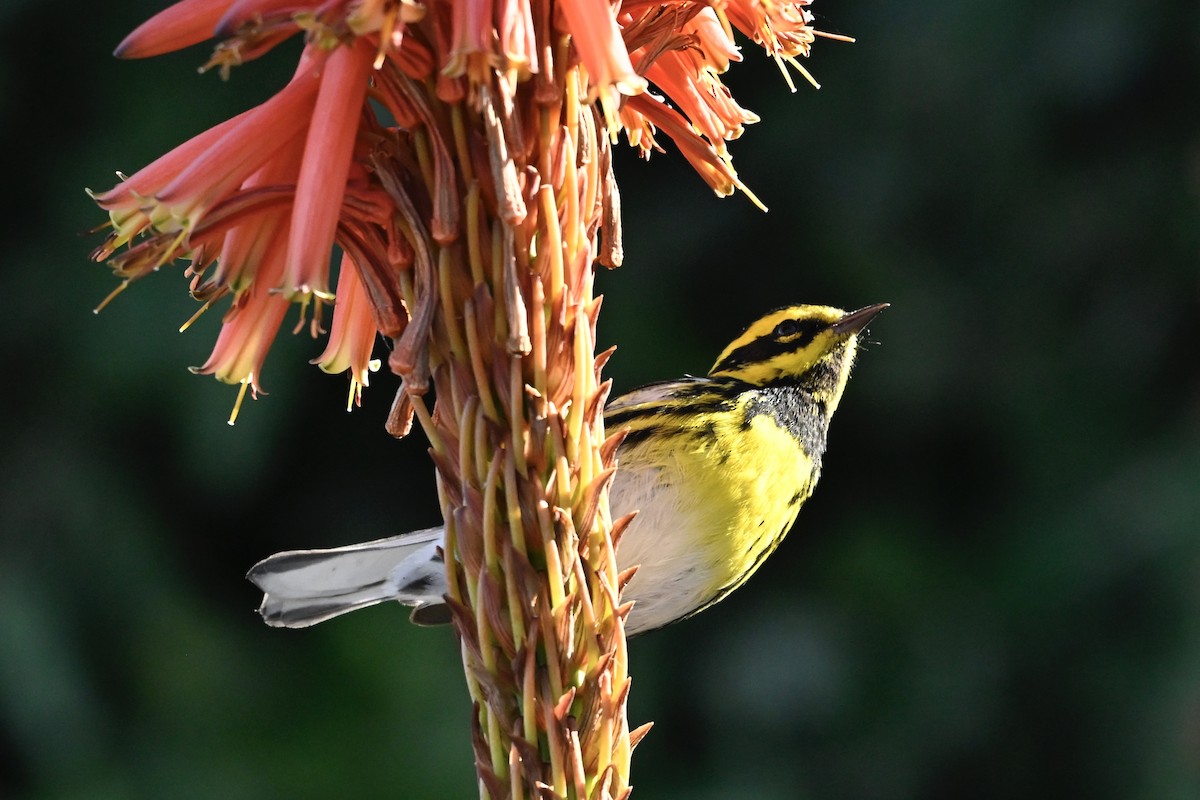 Townsend's Warbler - ML646383053
